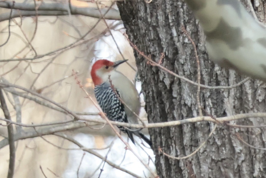 Red-bellied Woodpecker - ML646472962