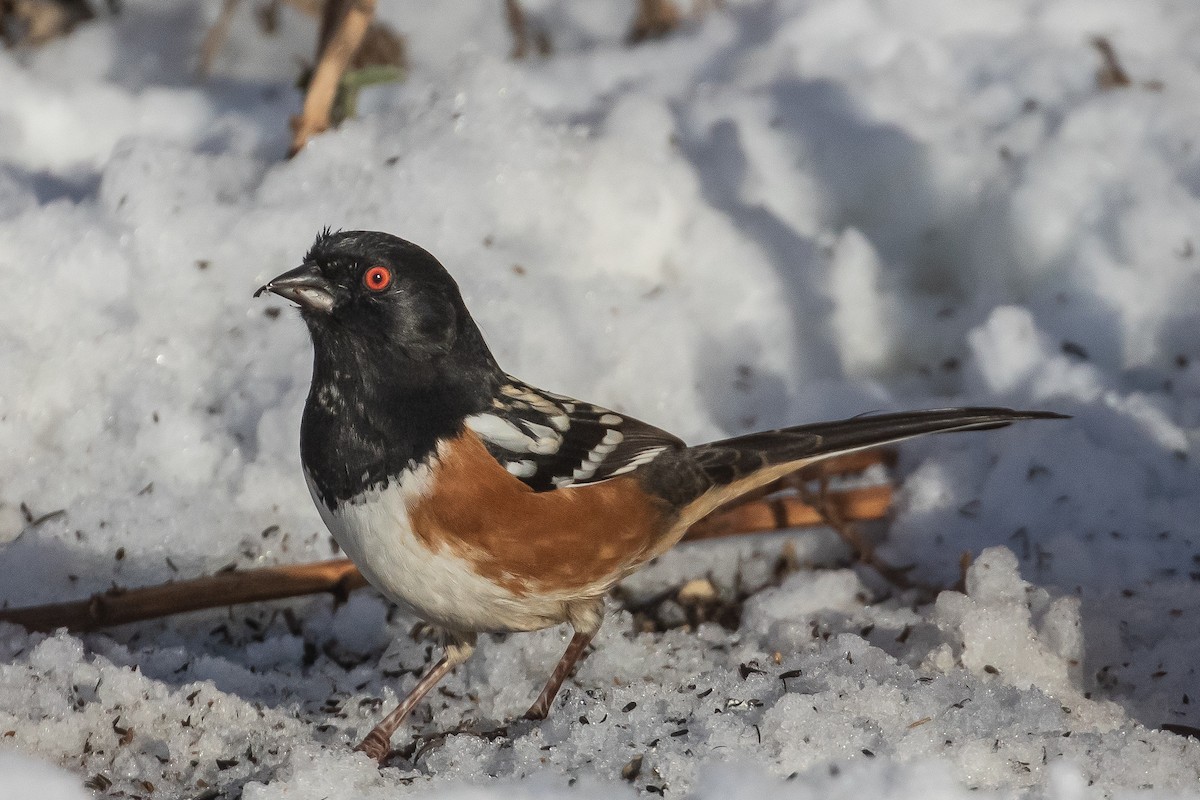 Spotted Towhee - ML646472965
