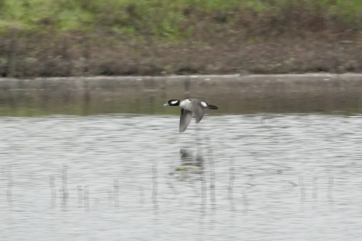 Bufflehead - ML646472967