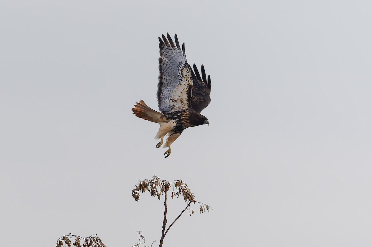 Red-tailed Hawk (abieticola) - ML646472968