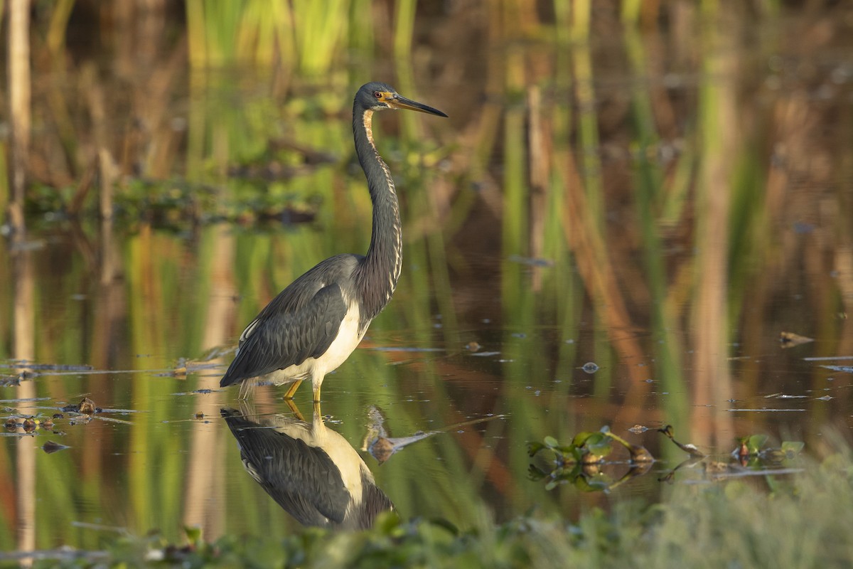Tricolored Heron - ML646472969