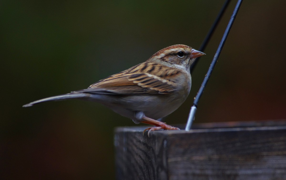 Chipping Sparrow - ML646472970