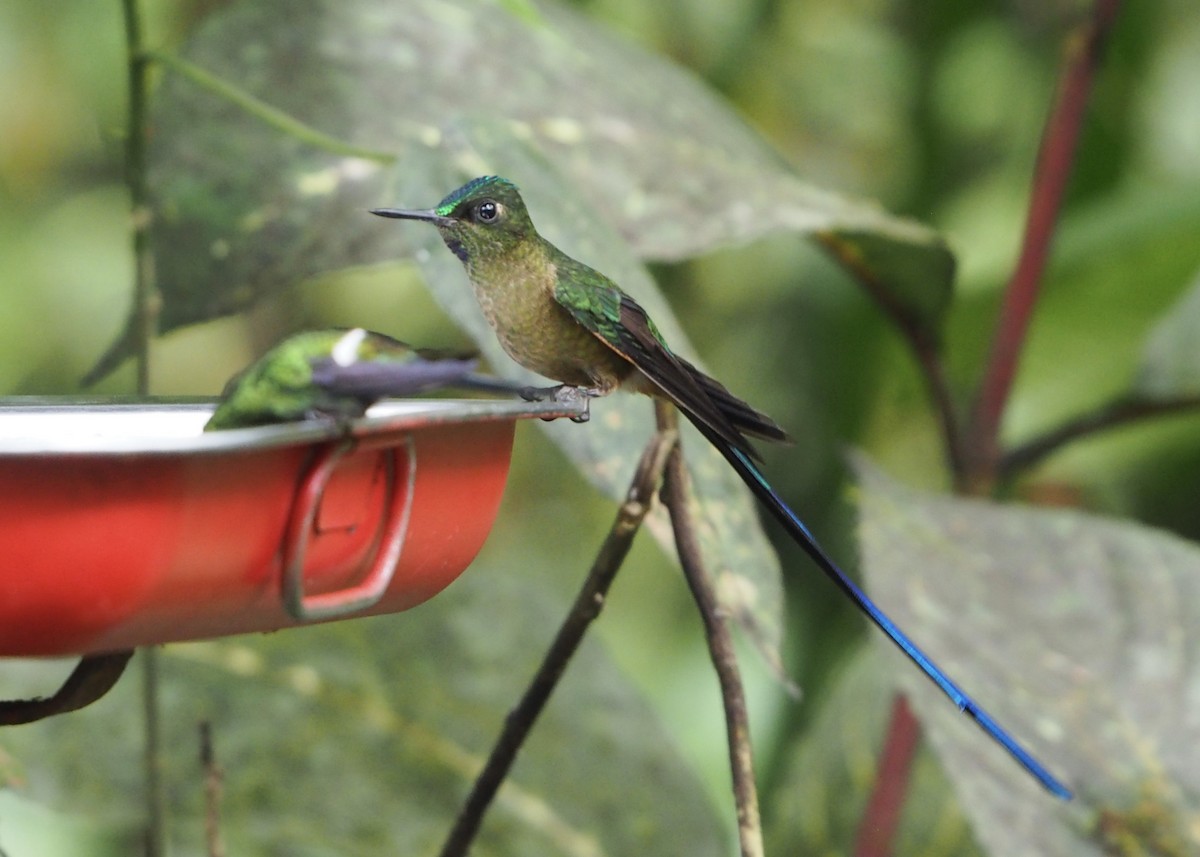 Violet-tailed Sylph - ML646472973