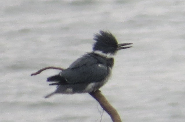 Belted Kingfisher - ML646472974