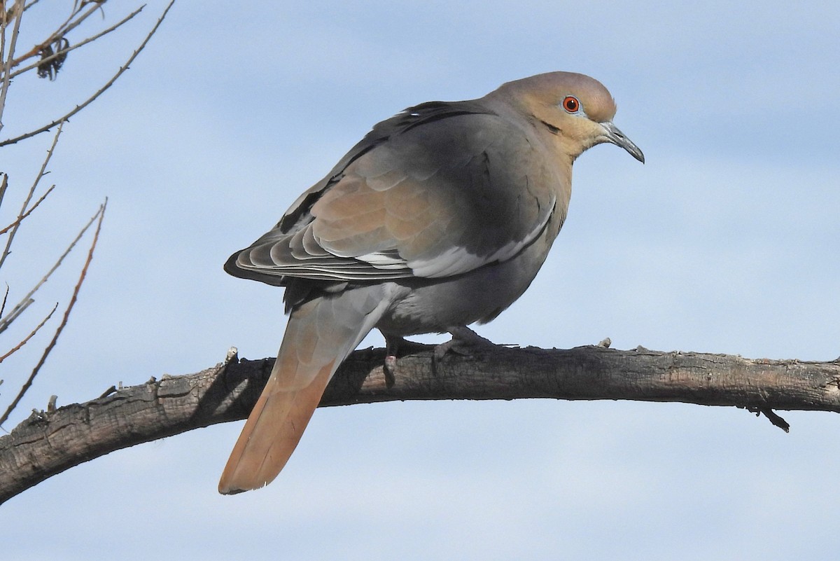 White-winged Dove - ML646472975