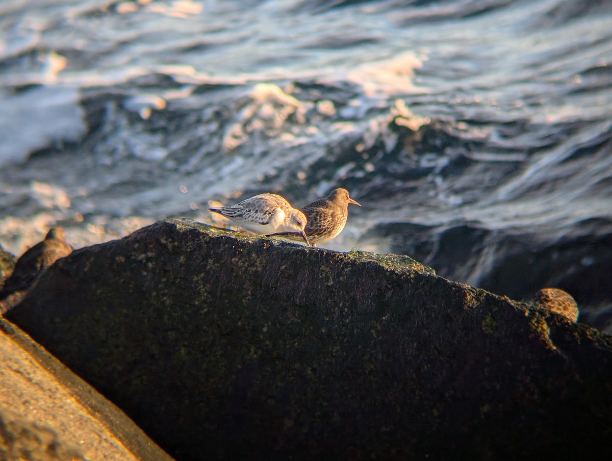 Correlimos Tridáctilo - ML646472977