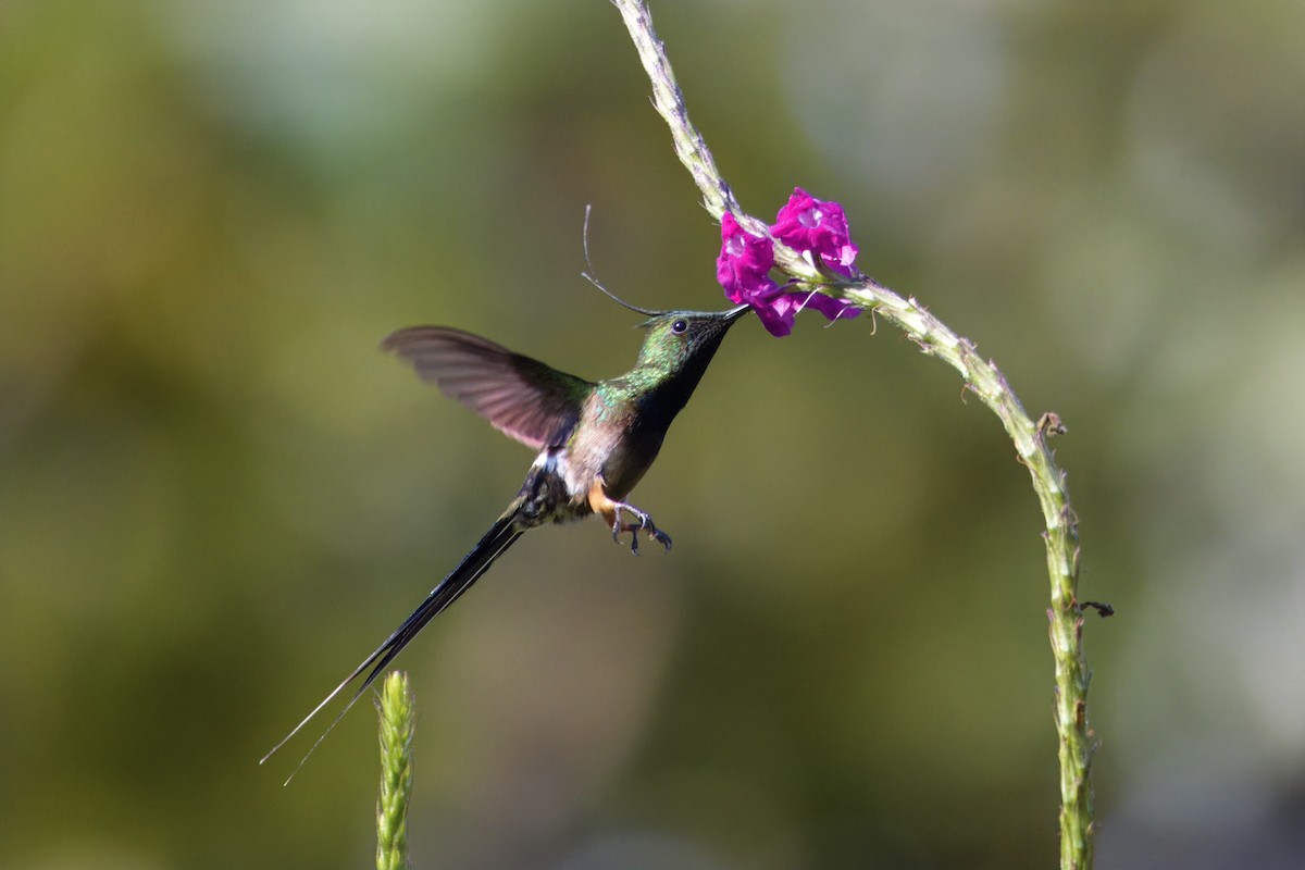 Острохохлая шипохвостка - ML646472978