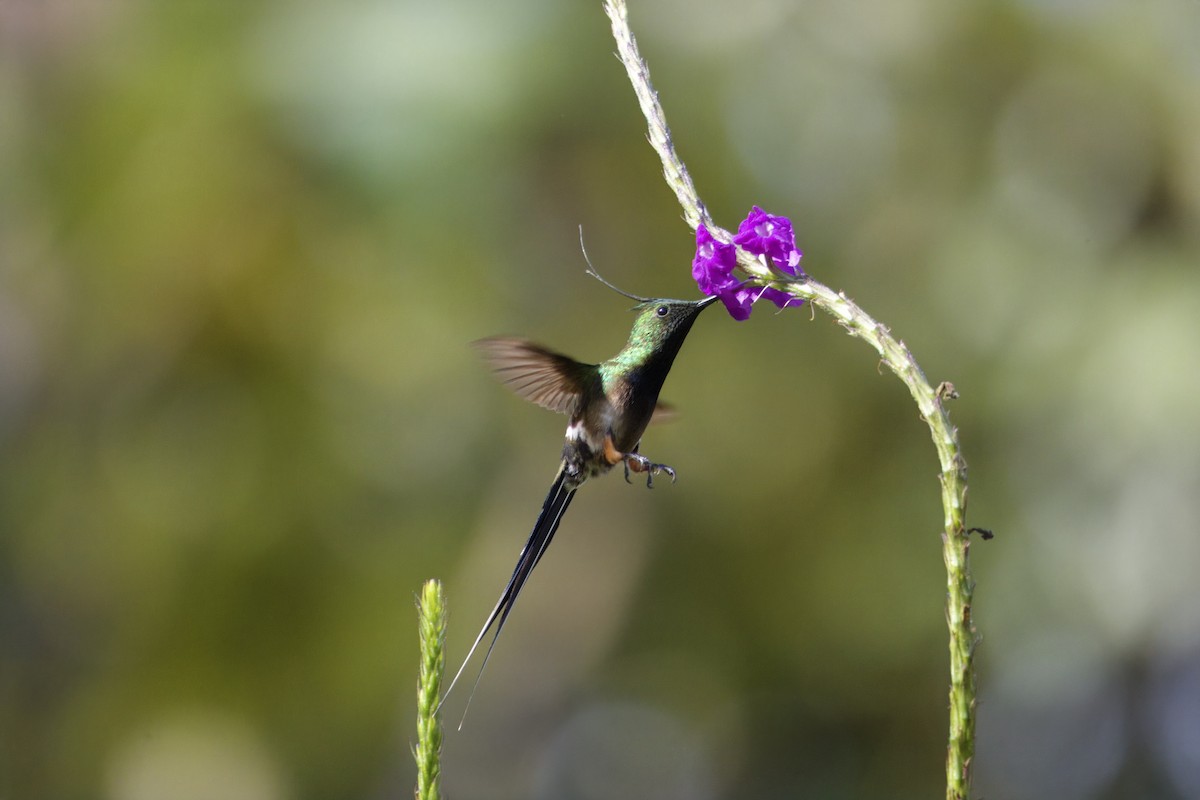 Острохохлая шипохвостка - ML646472979