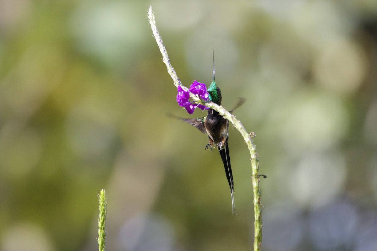 Острохохлая шипохвостка - ML646472980