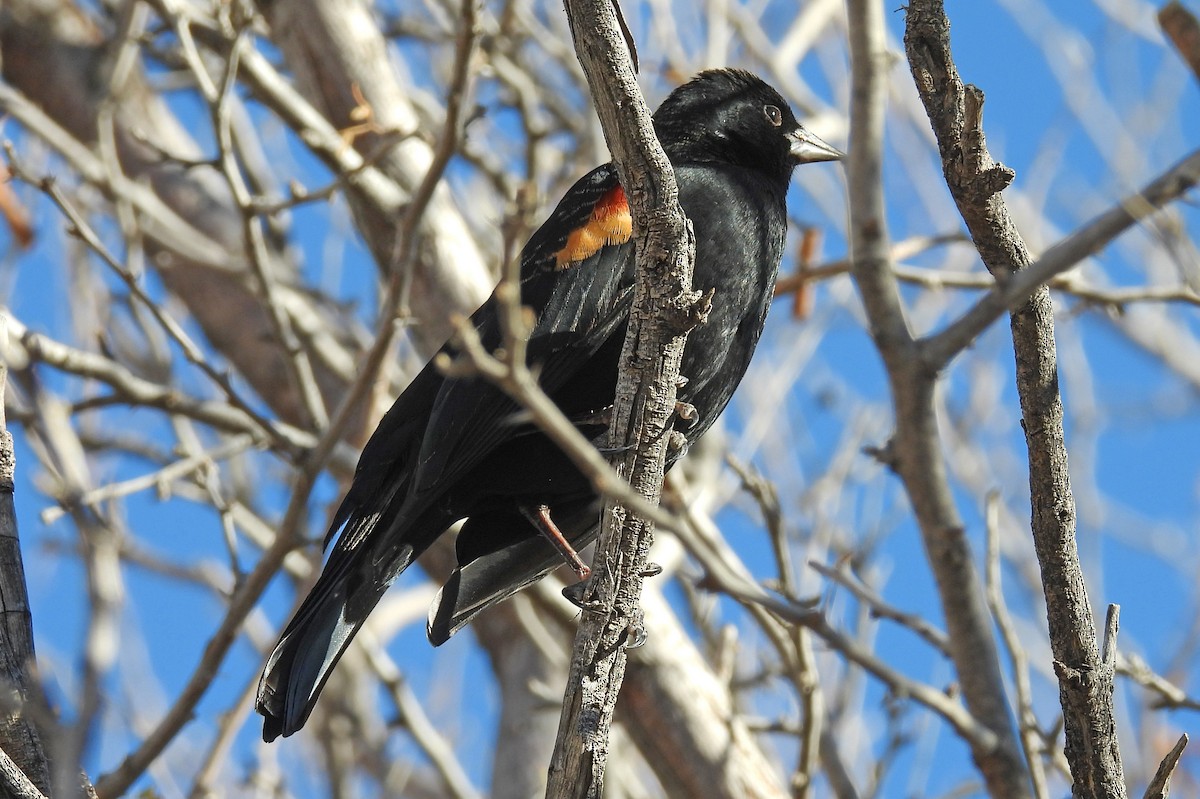 Red-winged Blackbird - ML646472981