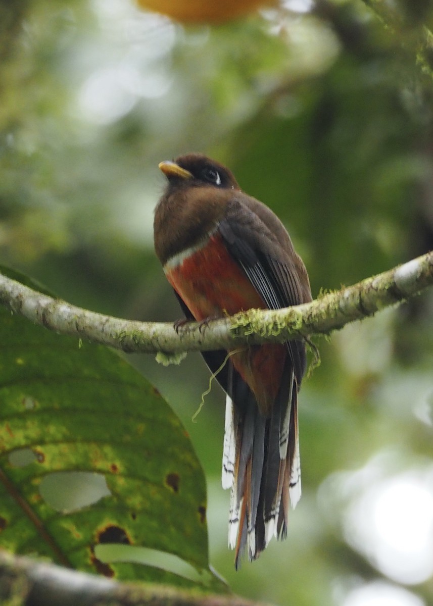 Collared Trogon - ML646472982