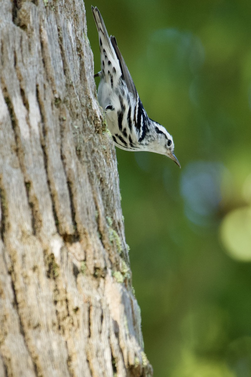 סבכון עקוד - ML646472983