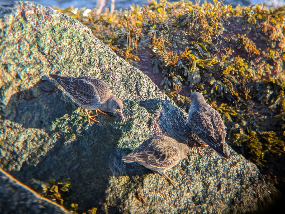 Correlimos Oscuro - ML646472984