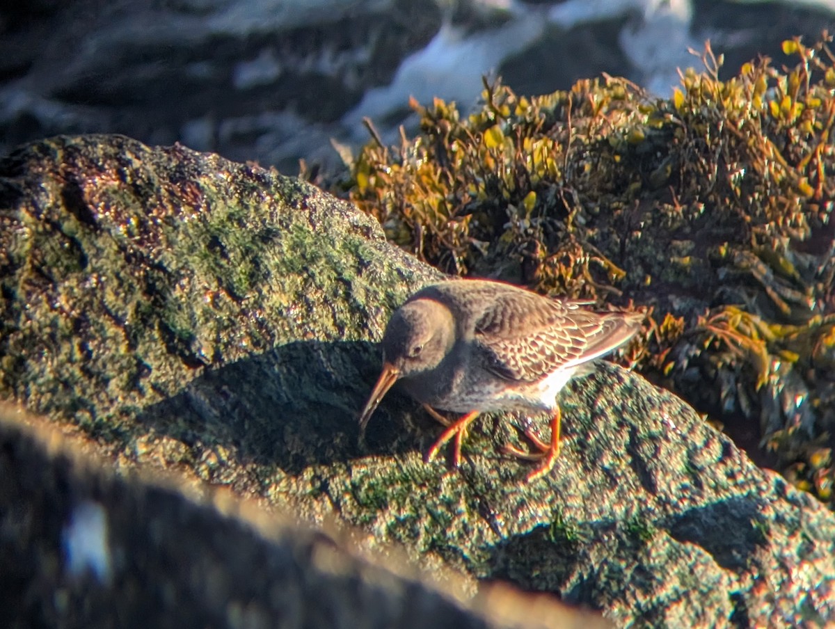 Correlimos Oscuro - ML646472985