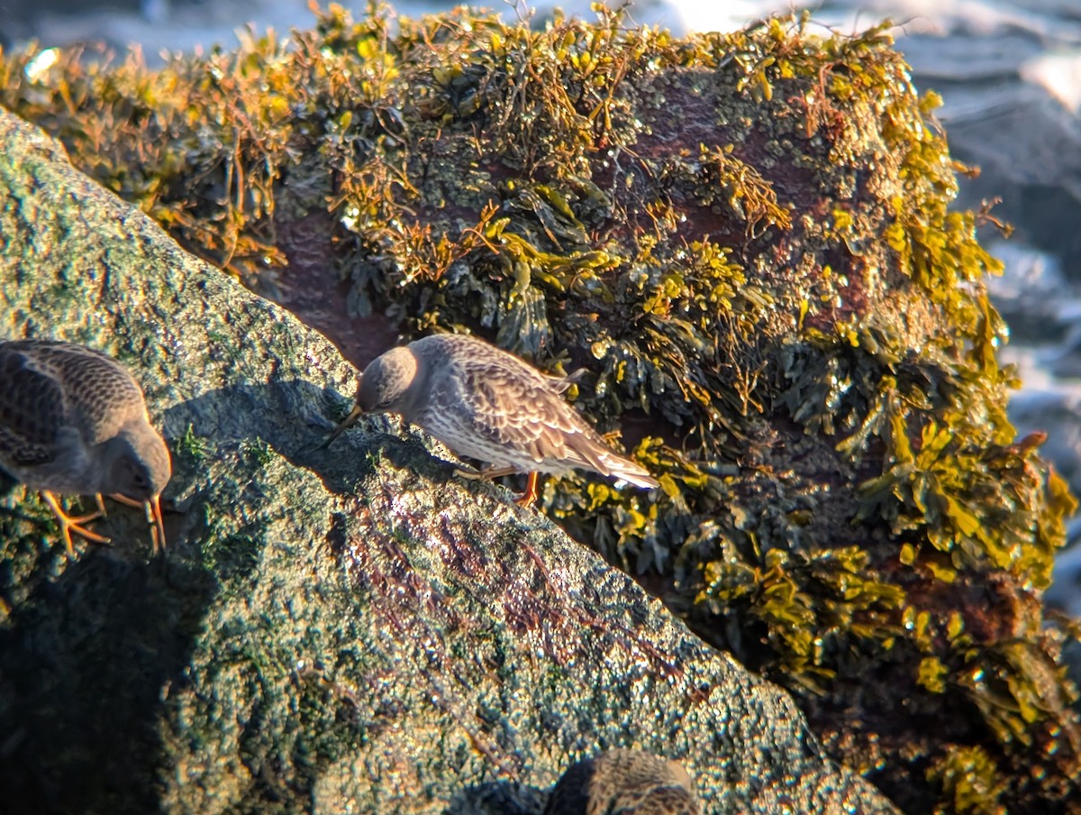 Correlimos Oscuro - ML646472986