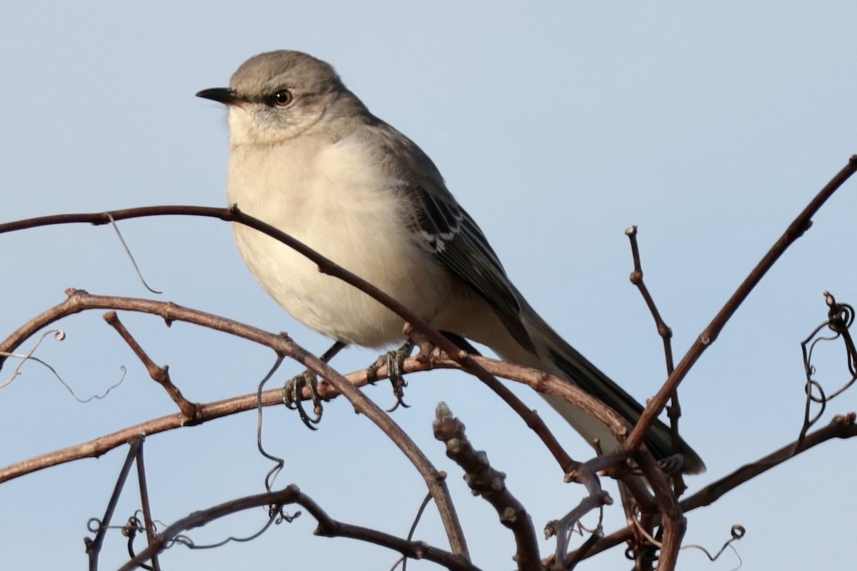 Northern Mockingbird - ML646472988