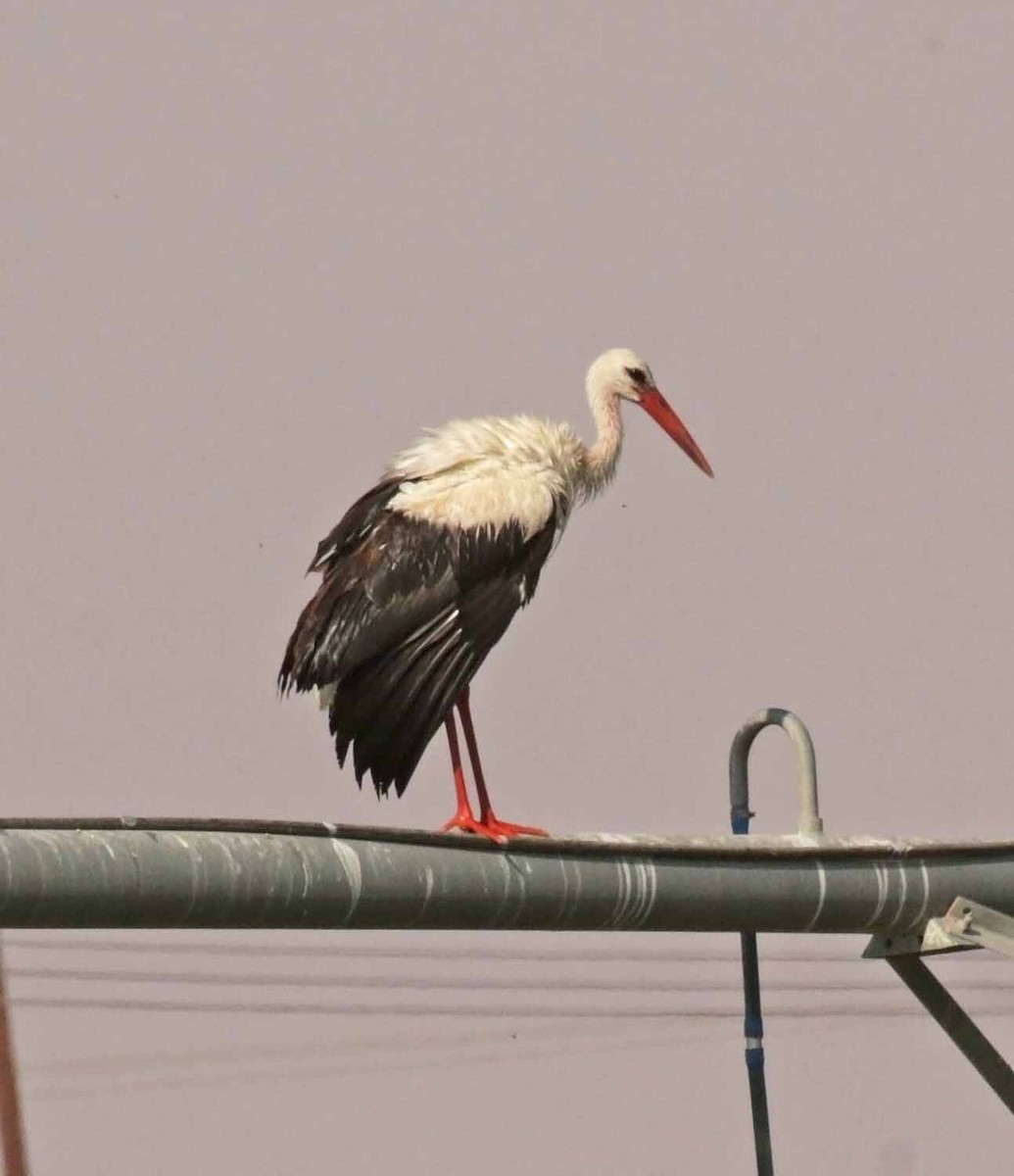 Cigogne blanche - ML646472989