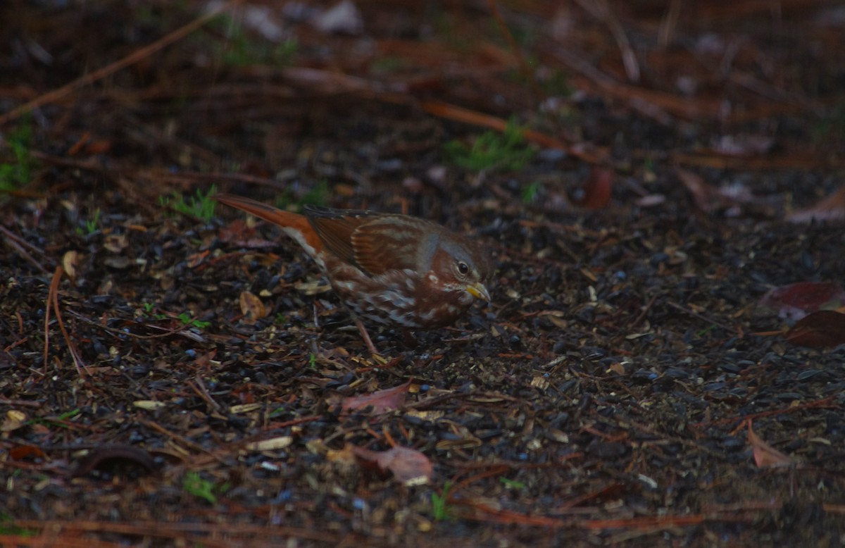 Fox Sparrow - ML646472993