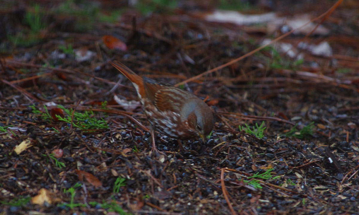 Fox Sparrow - ML646472994