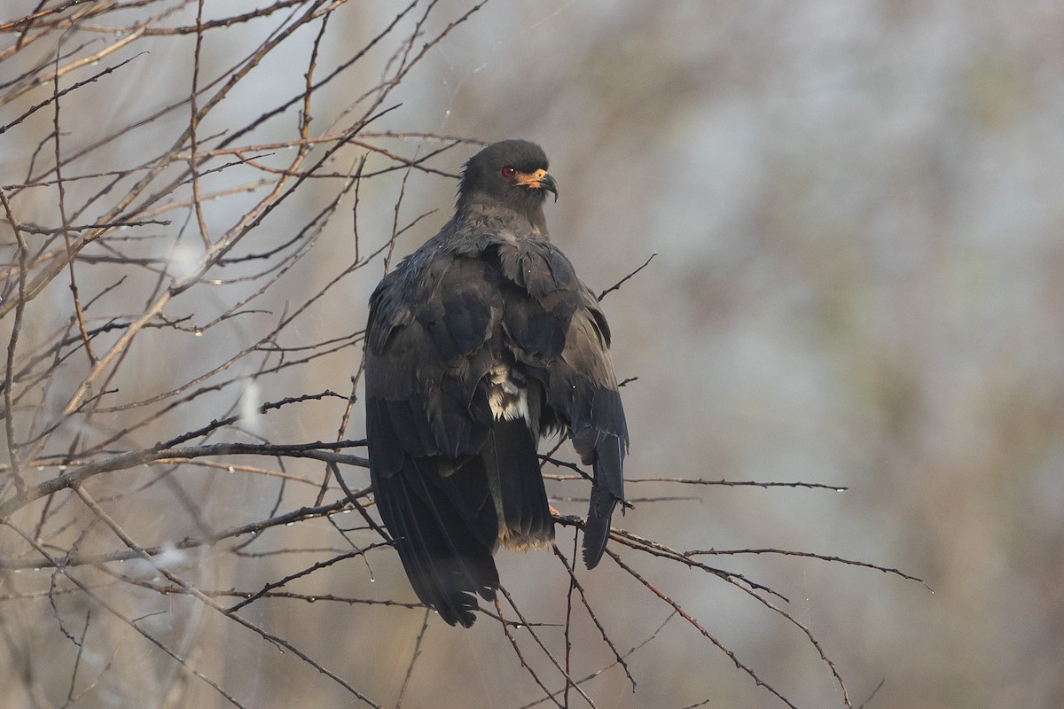 Snail Kite - ML646472995