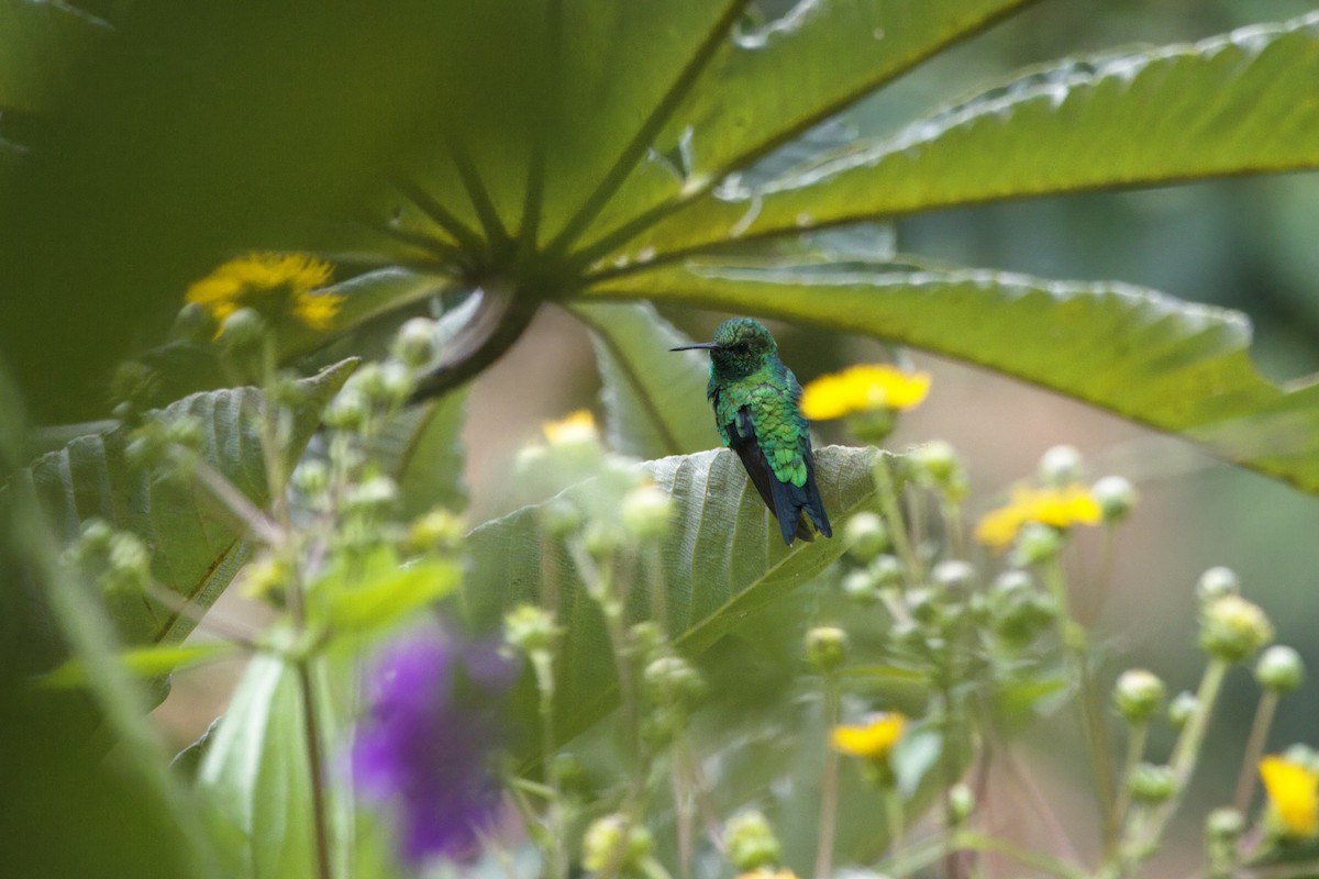 Mavi Kuyruklu Zümrüt - ML646472996