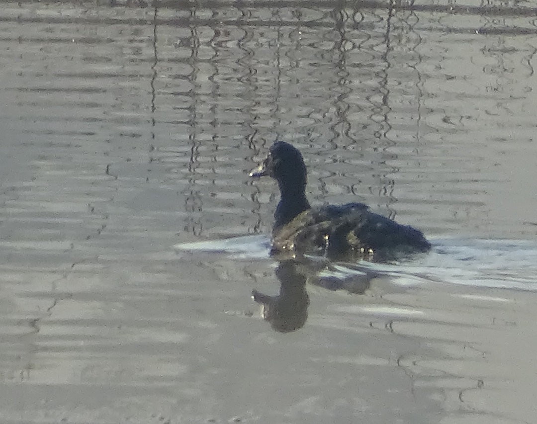 ברבר - ML646473000