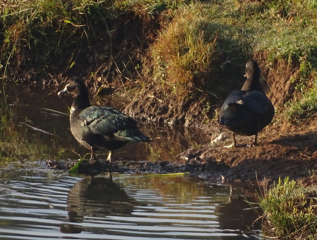 ברבר - ML646473001