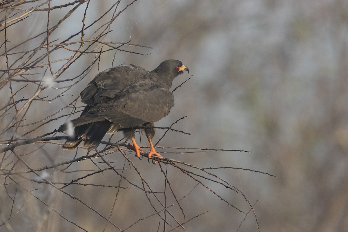 Snail Kite - ML646473006