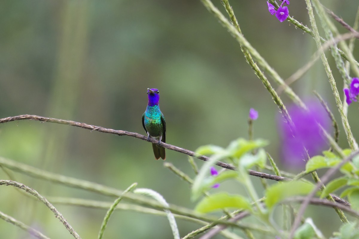 Бронзовохвостый сапфир - ML646473007