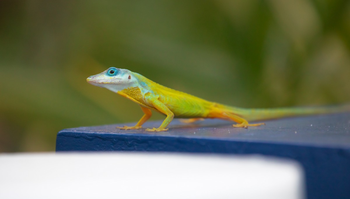 Saint Vincent Bush Anole - ML646473011