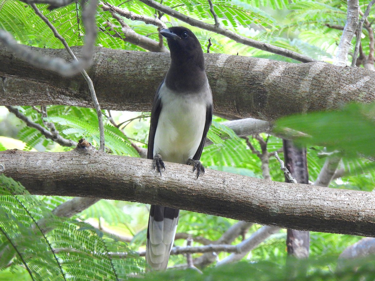 Brown Jay - ML646473013