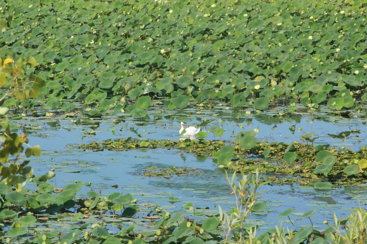 Лебідь-шипун - ML646473015