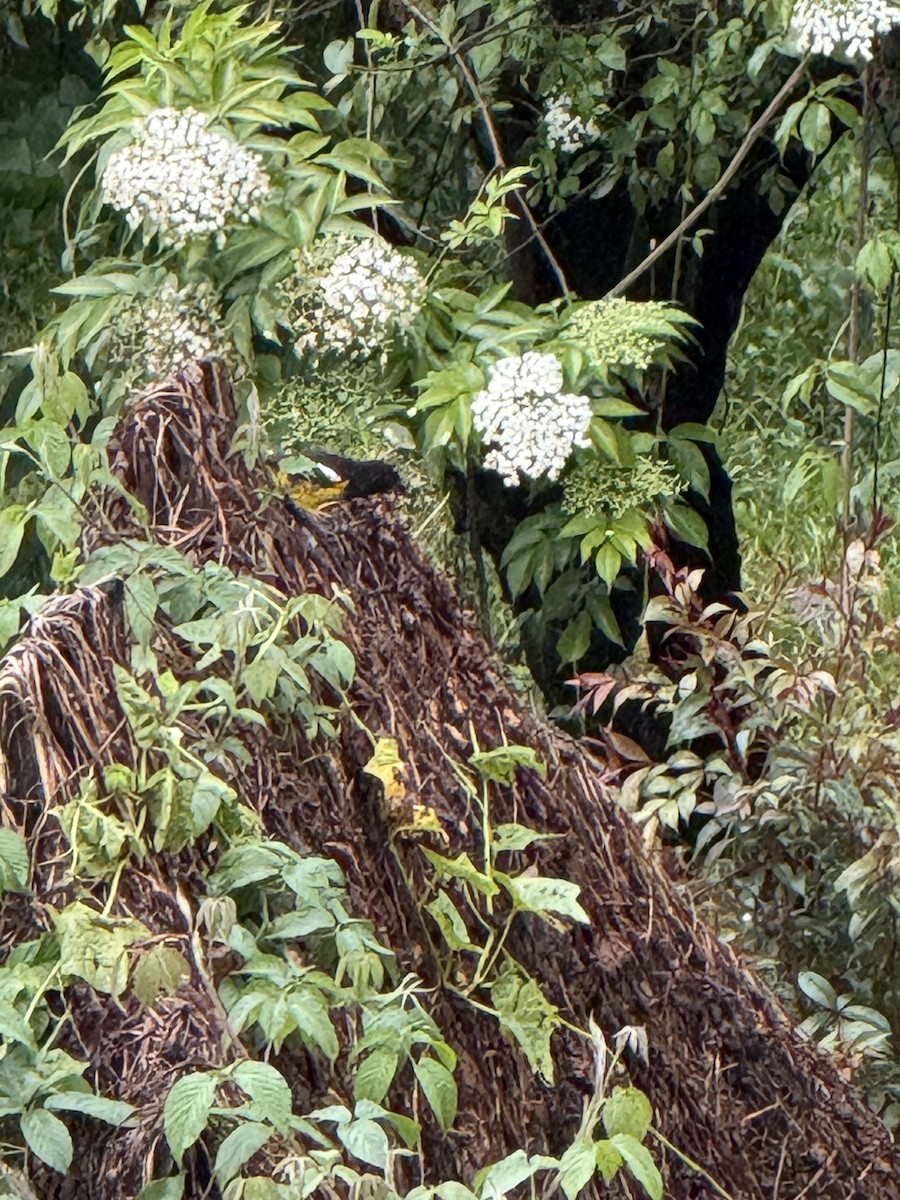 Кардинал-довбоніс золоточеревий - ML646473016