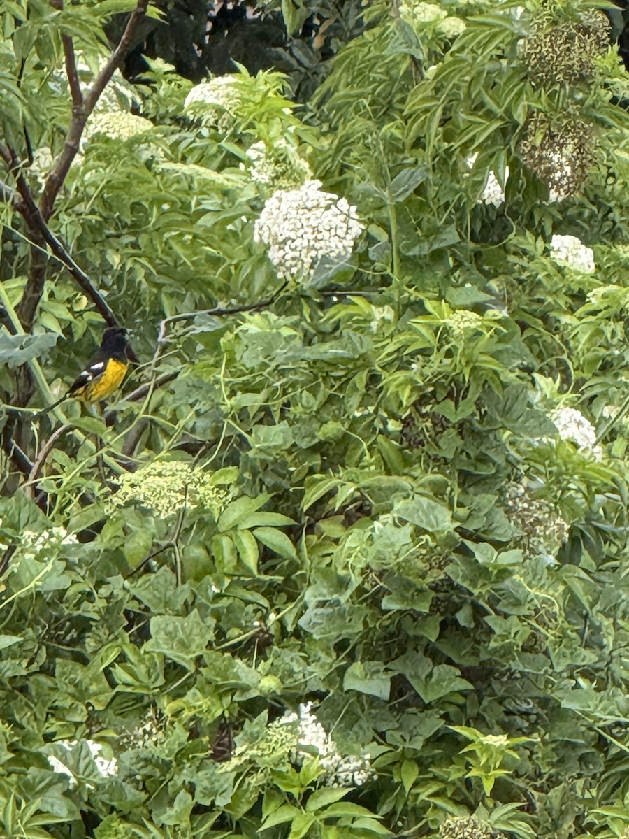 Кардинал-довбоніс золоточеревий - ML646473017