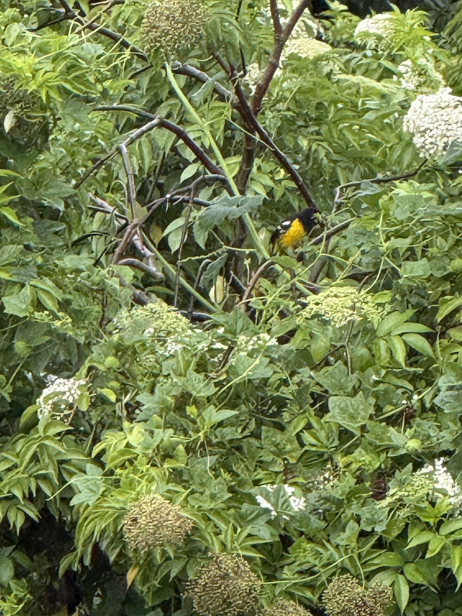 Кардинал-довбоніс золоточеревий - ML646473018