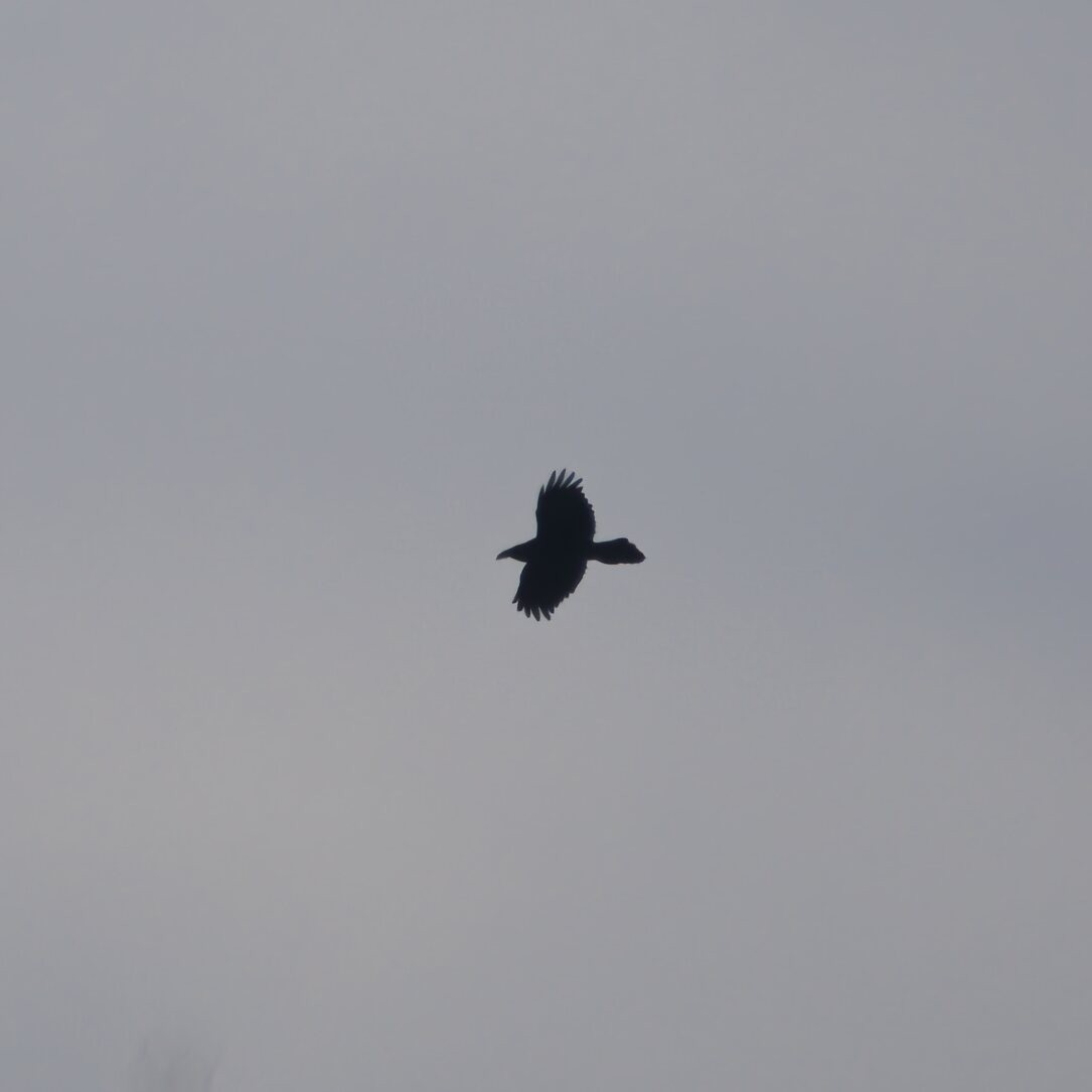 Common Raven - ML646473019