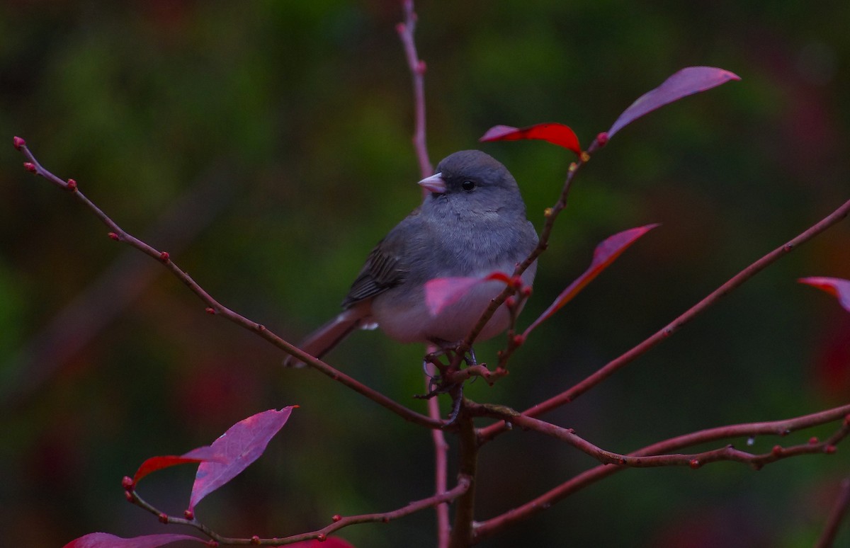Dark-eyed Junco - ML646473020