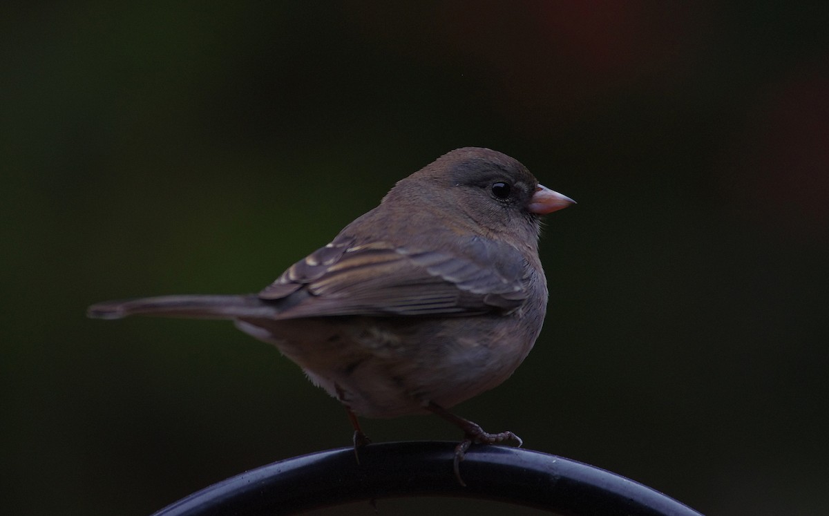 Dark-eyed Junco - ML646473021