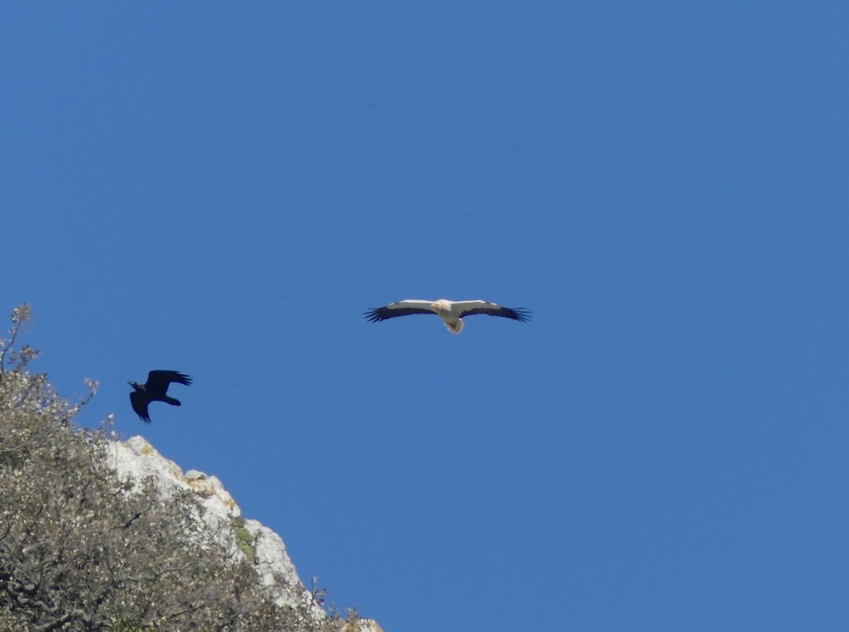 רחם מדברי - ML646473022