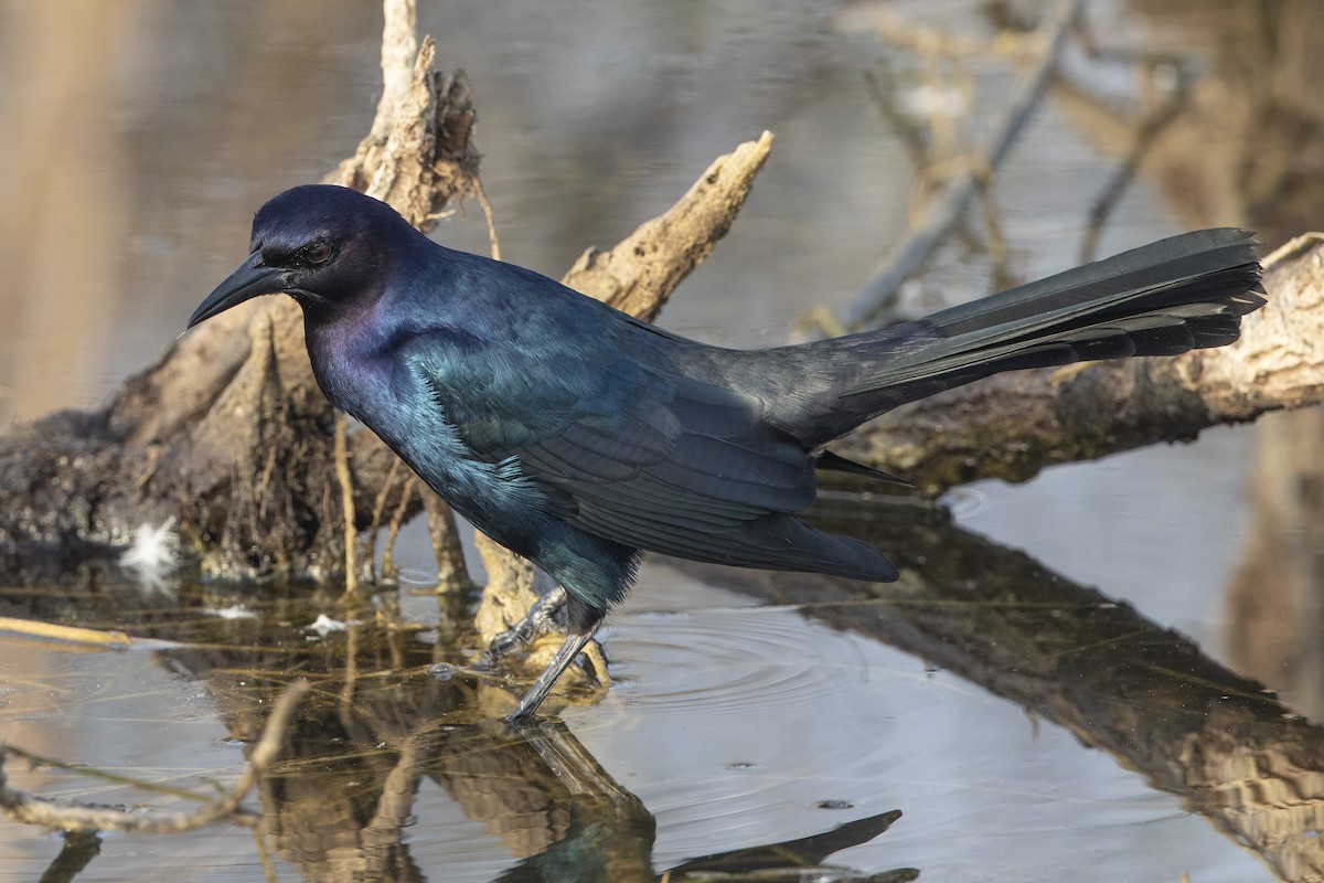 Boat-tailed Grackle - ML646473023