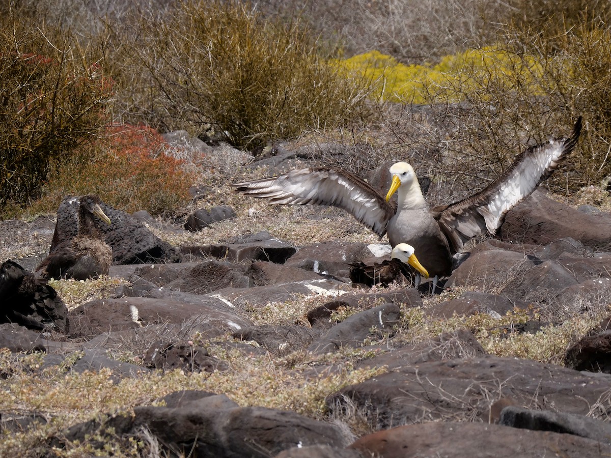 Albatros galapagoarra - ML646473024