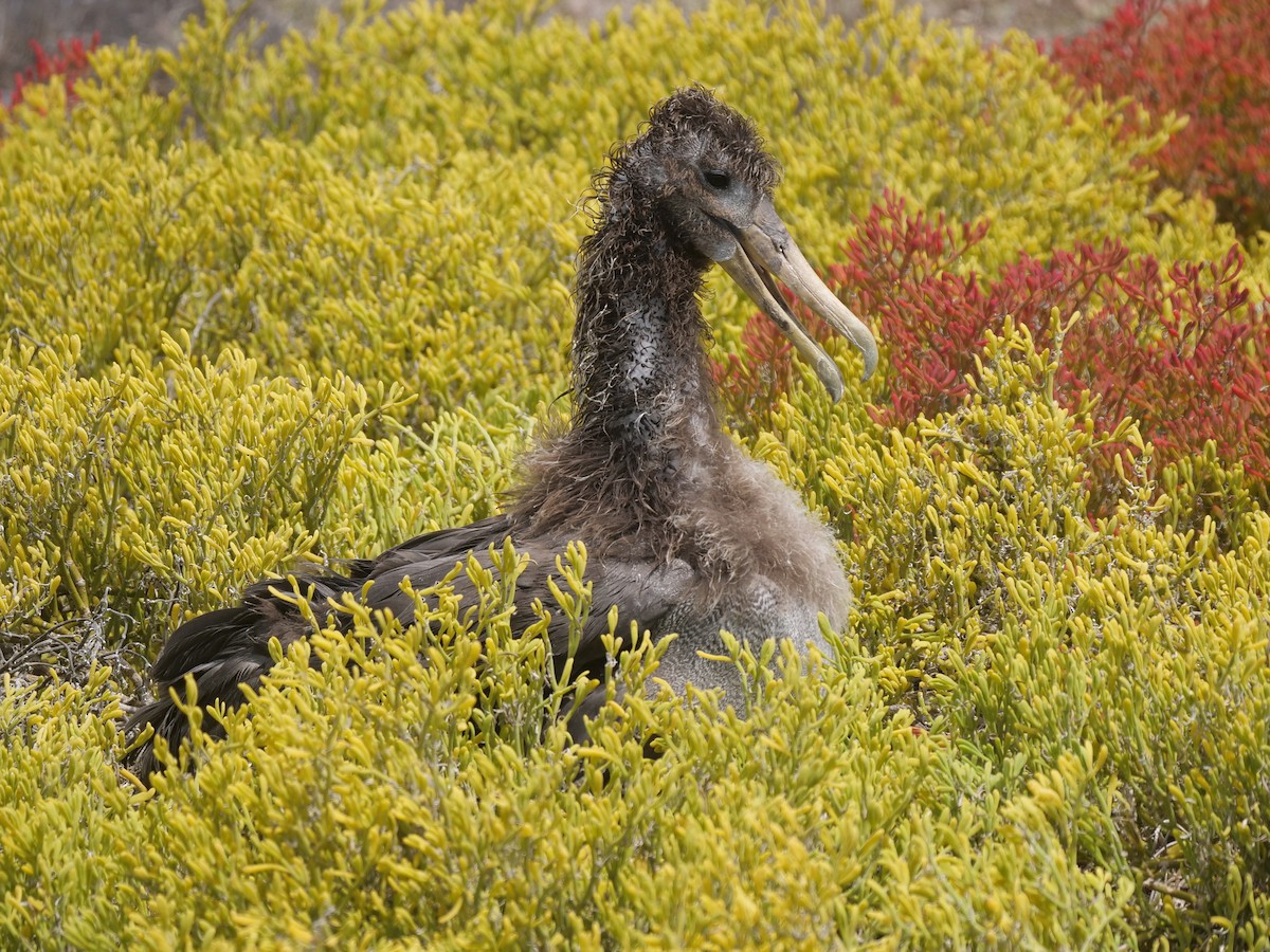 Albatros galapagoarra - ML646473025