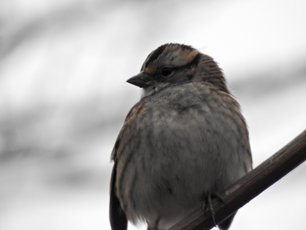 Бруант білогорлий - ML646473026