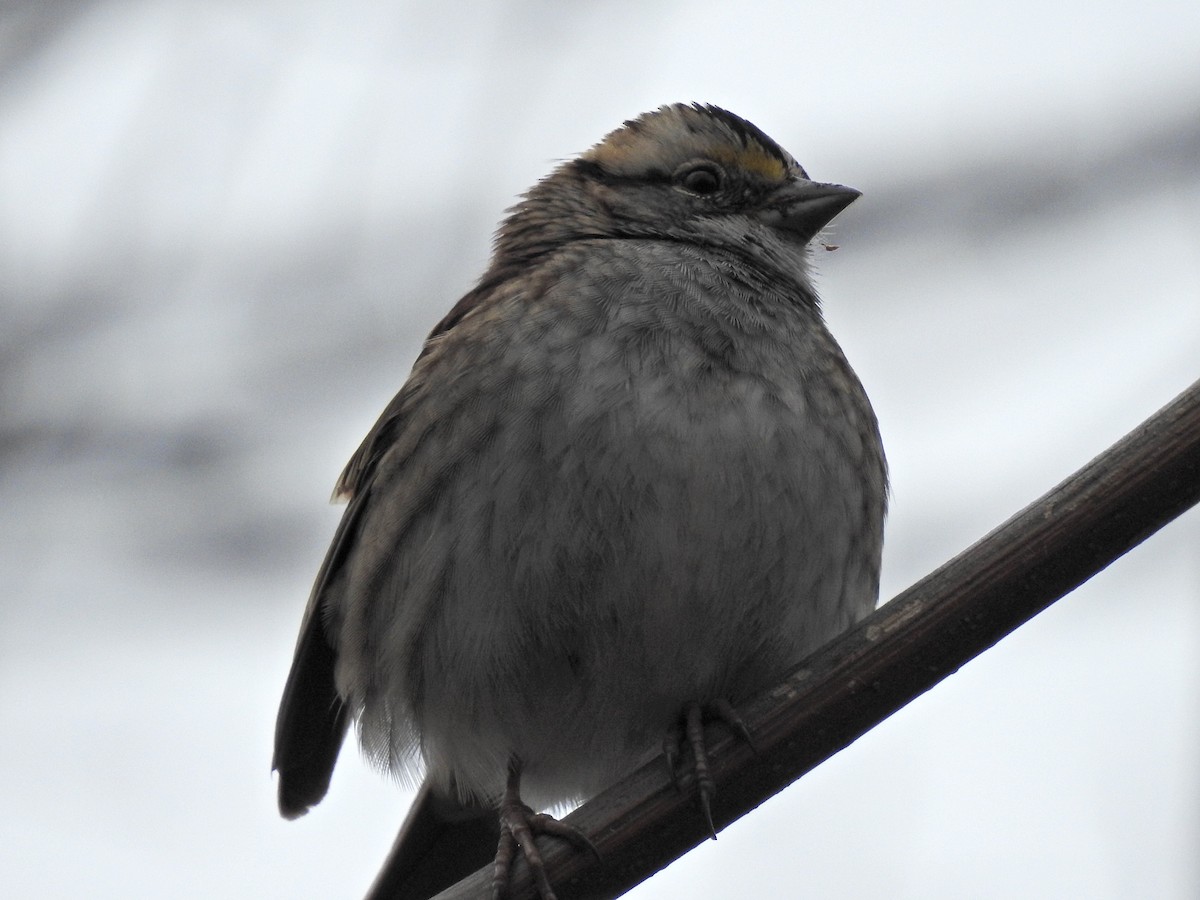 Бруант білогорлий - ML646473027