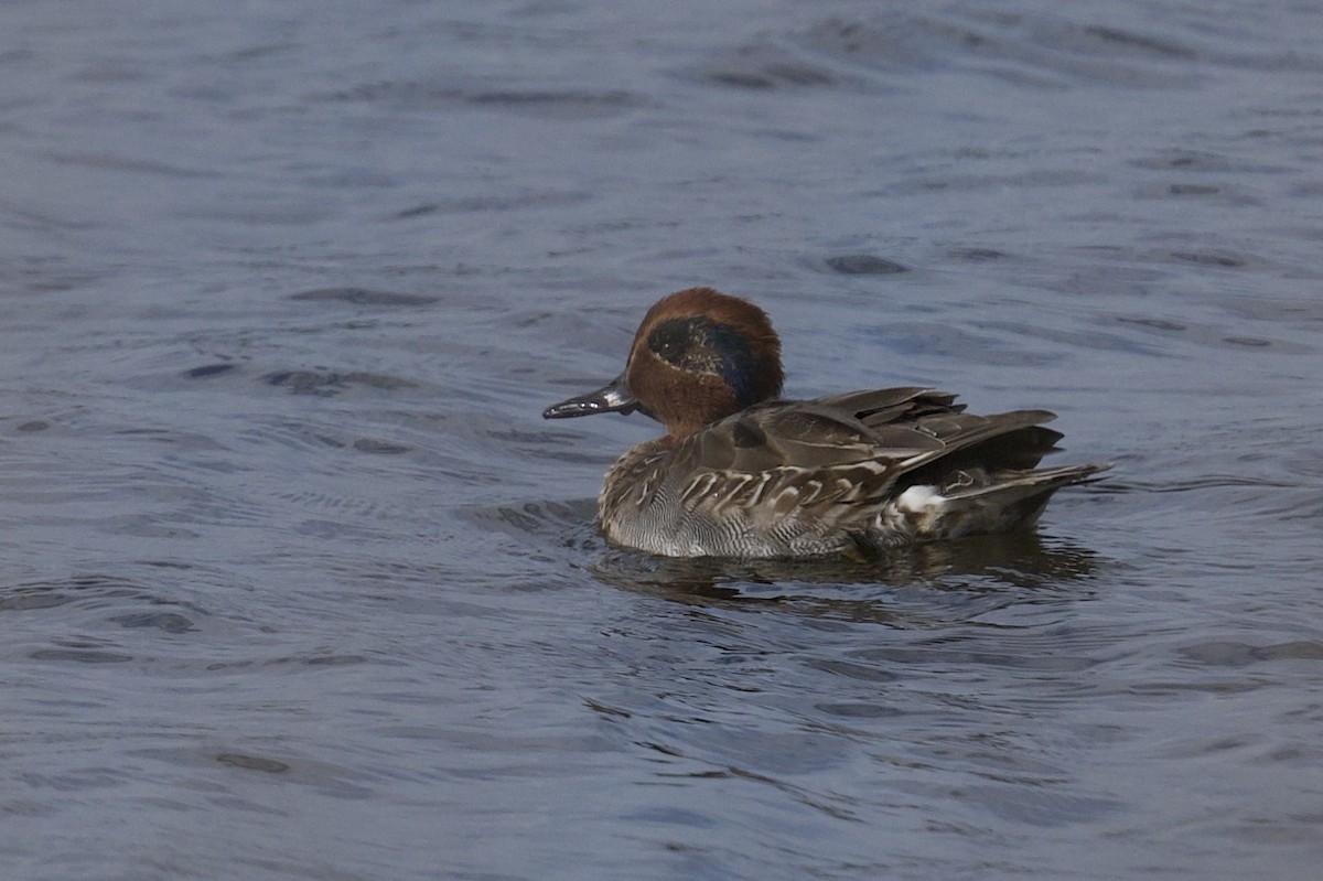 Green-winged Teal - ML646473028