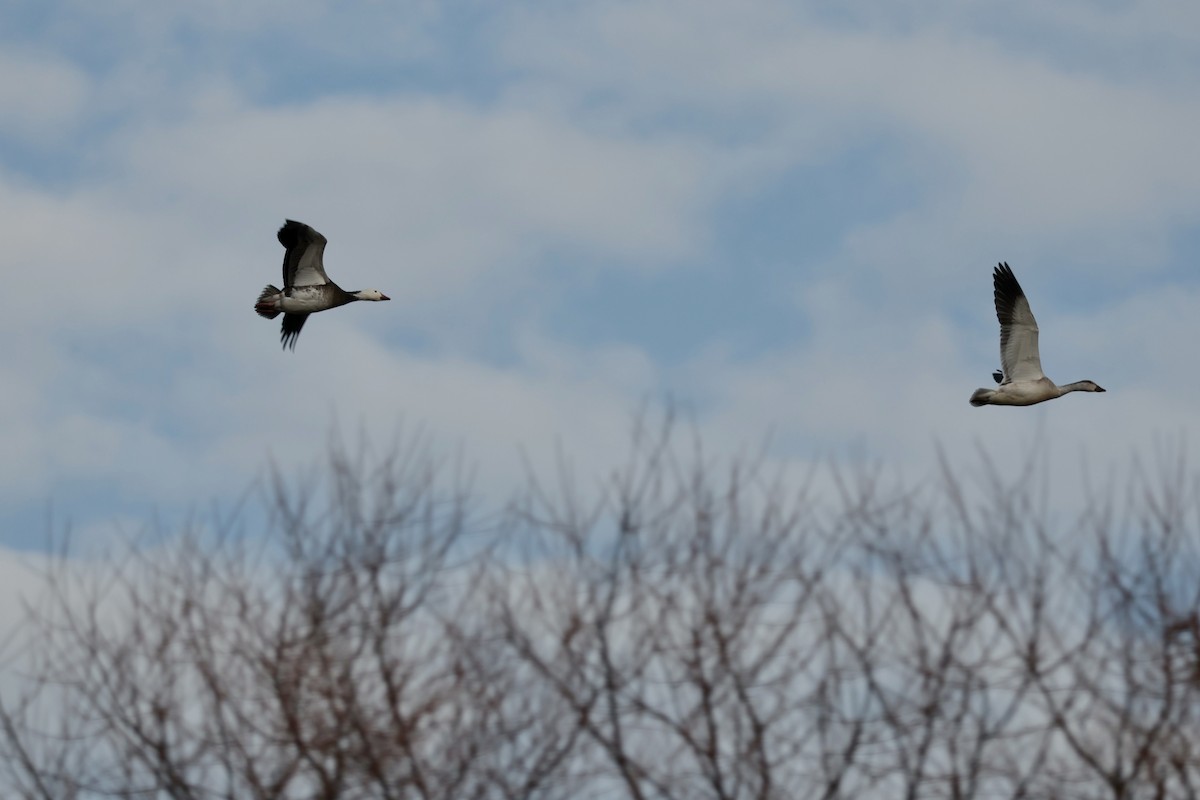 Snow Goose - ML646473029