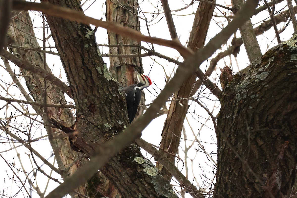 エボシクマゲラ - ML646473030