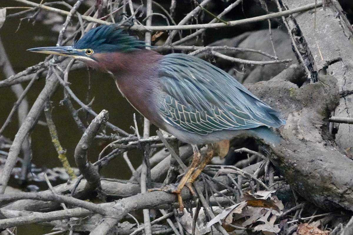 Green Heron - ML646473031