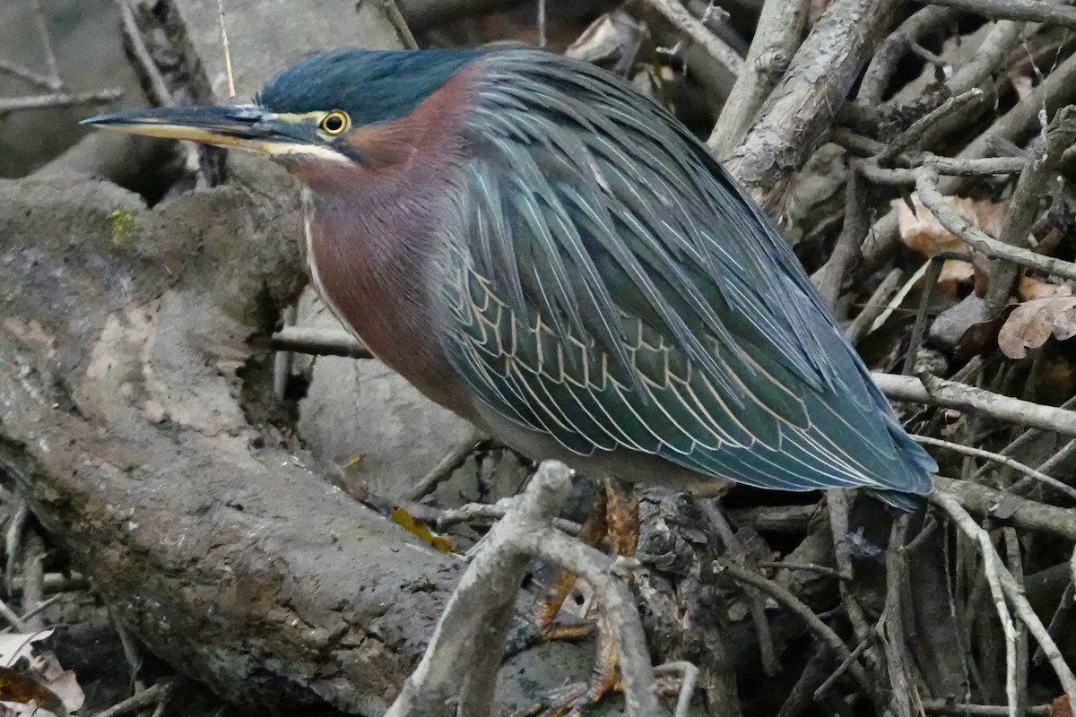 Green Heron - ML646473032
