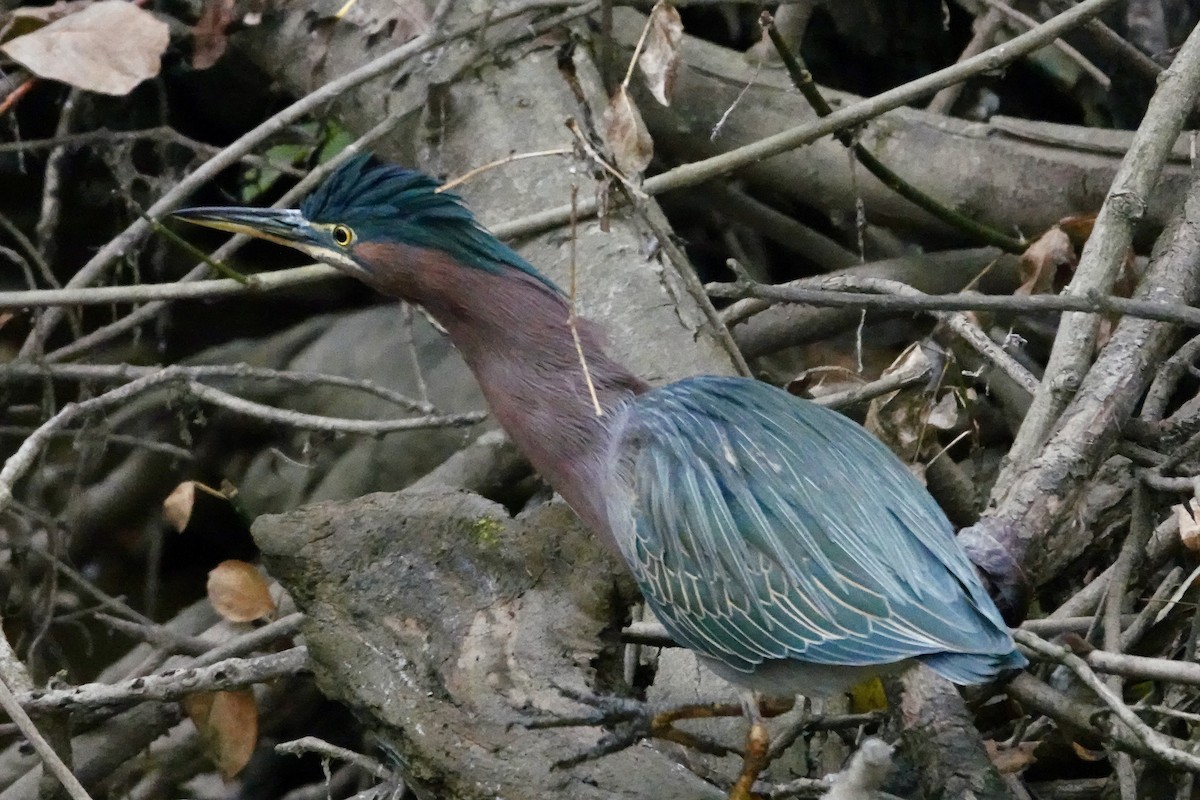 Green Heron - ML646473033